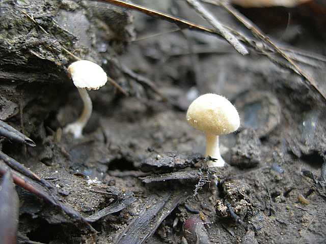 Una strana entita'' (Conocybe sp.)